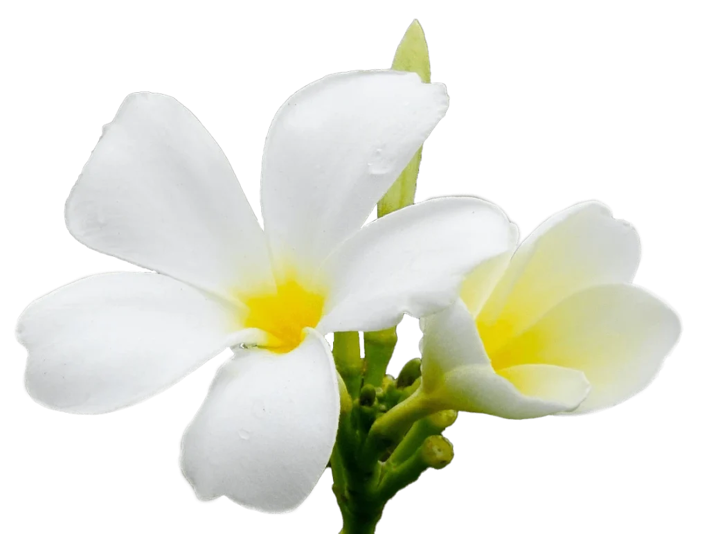 A cutout of plumeria flowers as decorative image.